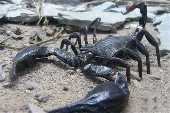 [速递] 警惕入侵！海关截获超大恐怖活体外来物种